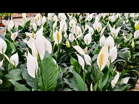 PEACE LILY (SPATHIPHYLLUM) CARE u0026 GROWING TIPS / JOY US GARDEN