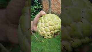 Panen buah srikaya #shorts