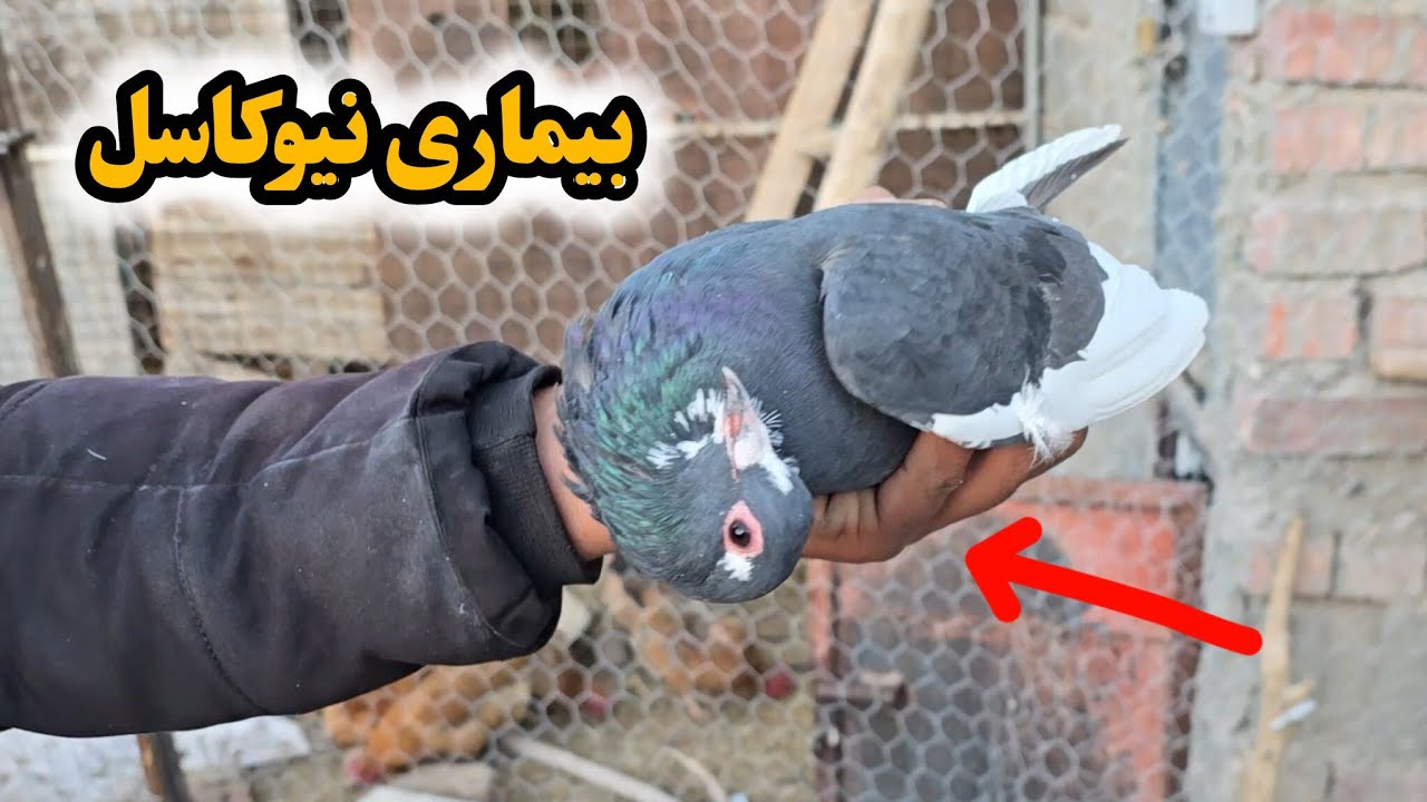 درمان بیماری نیوکاسل کبوتر 