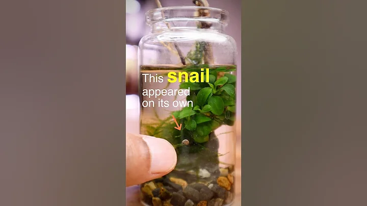Snail appears  in the Tiny Aquajar