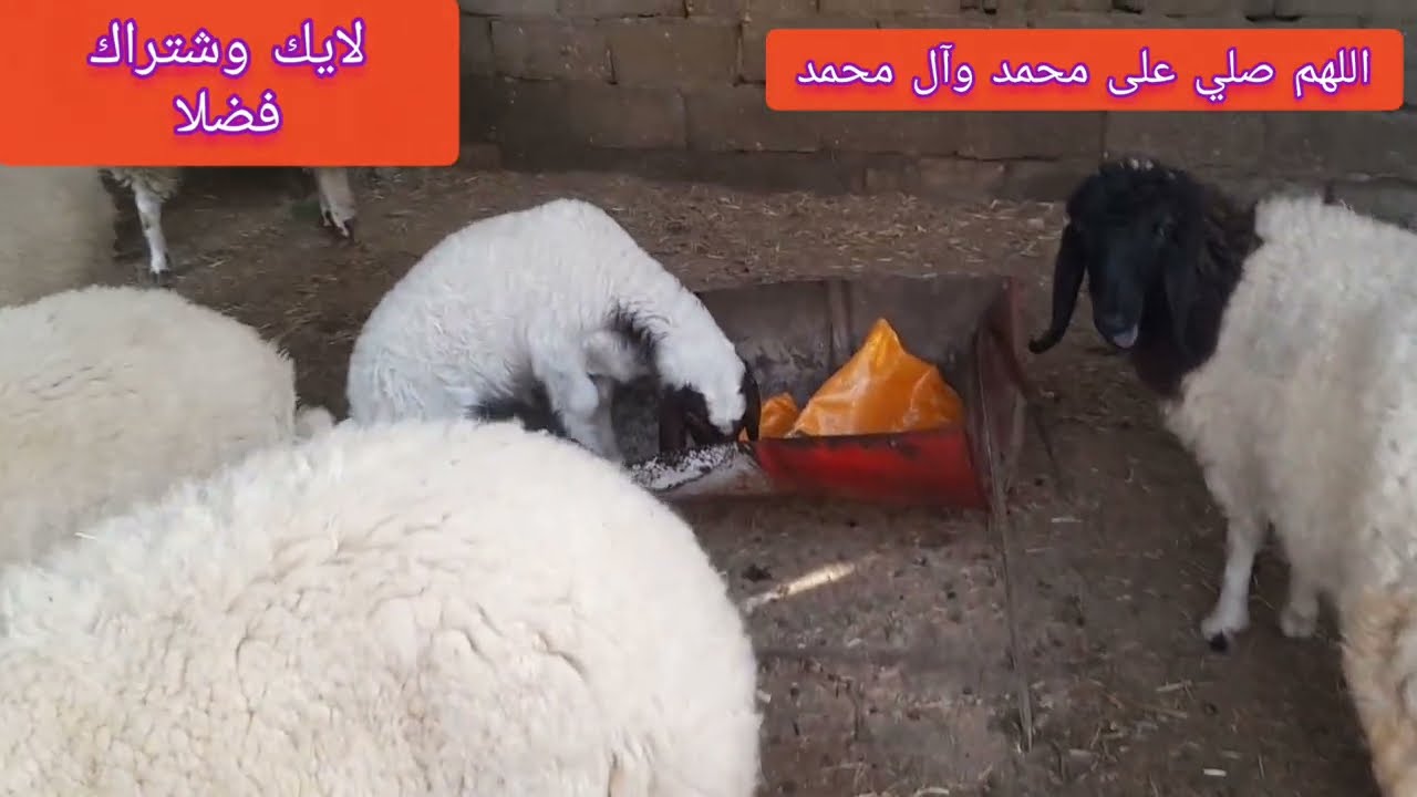 تربية الغنم يومياتي