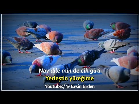 DÎLBERA MIN • Türkçe altyazılı ) Tıklama rekoru kıran Kürtçe şarkı WhatsAppa için Durum video #Yeni