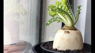 GROW DAIKON RADISH TOPS - ROOTING THE TOP