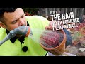 #161 How to protect succulents from rain