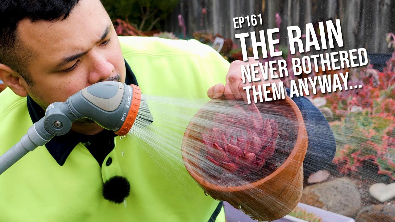 #161 How to protect succulents from rain 