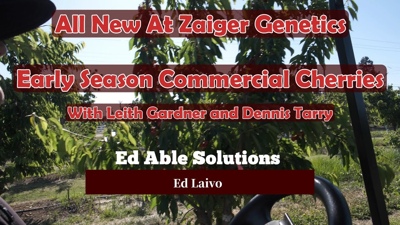 Very Early Sweet Cherry Varieties At Your Local Fruit Market, All New At Zaiger Genetics