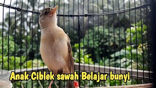 suara anak ciblek sawah / Ciwah, umur tiga minggu   Mulai gacor