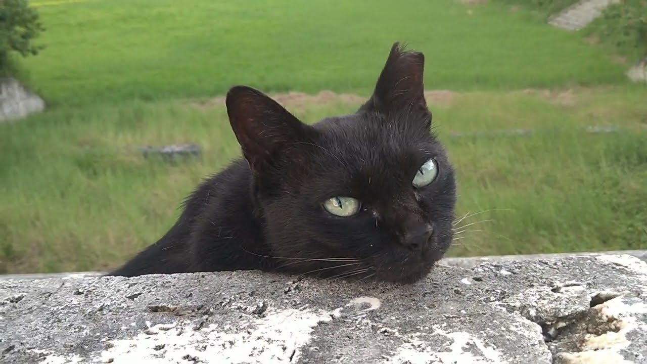 映りたがりのひょうきん者 #猫動画