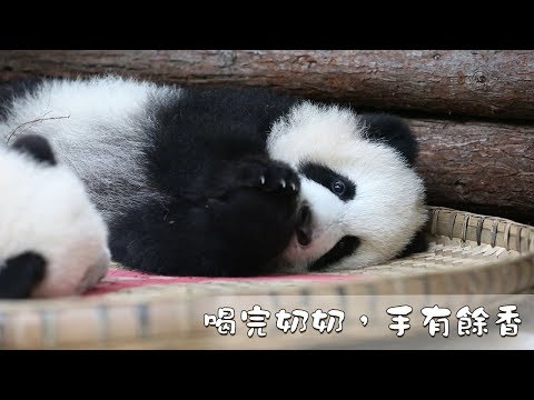 《熊貓早晚安》喝完奶奶，手有餘香 | iPanda熊貓頻道