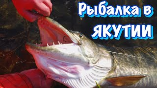 Ловля ТРОФЕЙНОЙ ЩУКИ на спиннинг  🎣 Рыбалка на реке Лена 🏕 Удачная Рыбалка в Якутии 🦟=❤️