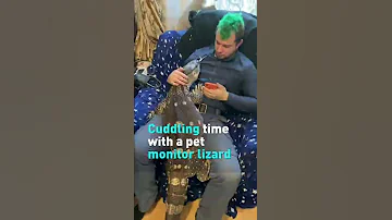 Cuddling Time With A Pet Monitor Lizard 