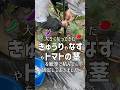 大きくなってきたきゅうりやなすやトマトの茎を紐等で結んで固定しておいたばあちゃん #shorts