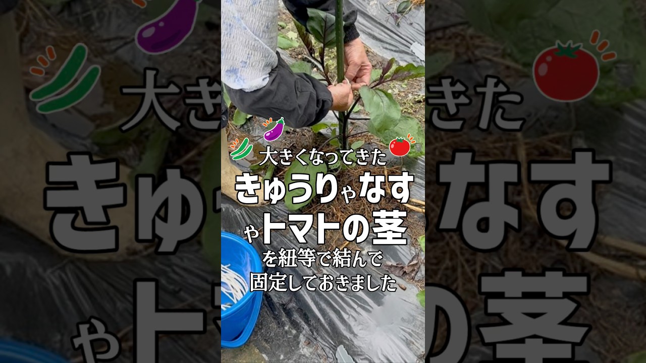 大きくなってきたきゅうりやなすやトマトの茎を紐等で結んで固定しておいたばあちゃん #shorts