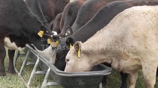 Kentucky farmer says China beef deal would be a boon for US producers