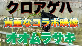 クロアゲハ Youtube