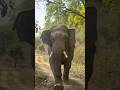 Real king of jungle☠️❤️🩹 CON-6397020059 #elephant #junglesafari #wildlife #nature