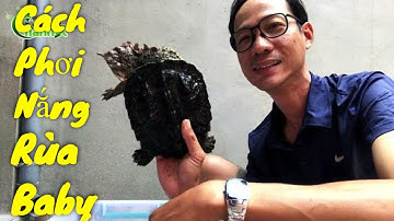 Cách Phơn Nắng Cho Rùa Nước Size Baby / Vũ Lê Channel