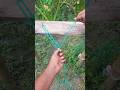 Applying pressure in three places with the same rope