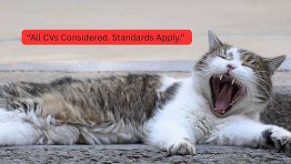 Larry, The Downing Street Cat - All CVs considered.