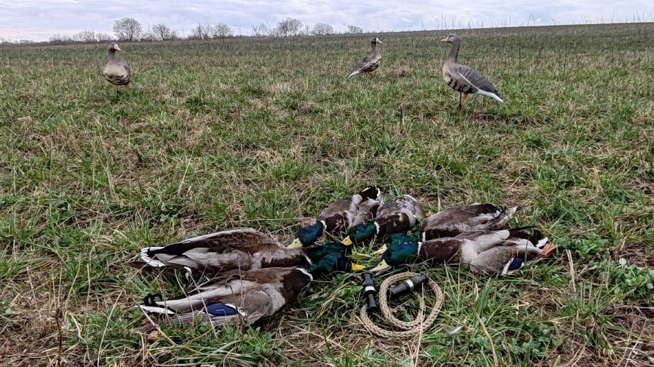 Охота на селезня с манком и чучелами.