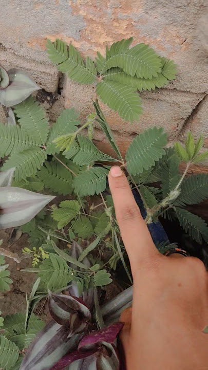 chuyi muyi ka plant#viralvideo #henna #plants #shorts