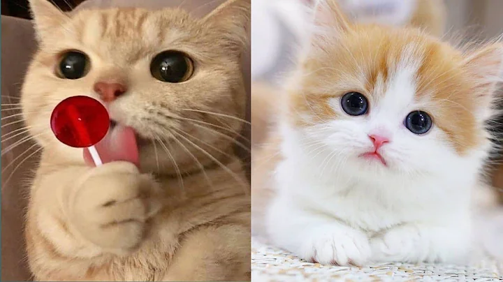 Watch the video about Baby Cats - Cute and Funny Cat Videos Compilation | Aww Animals