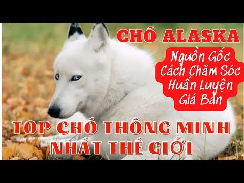 Video: Huấn luyện chó đặc thù cho chó Malamutes