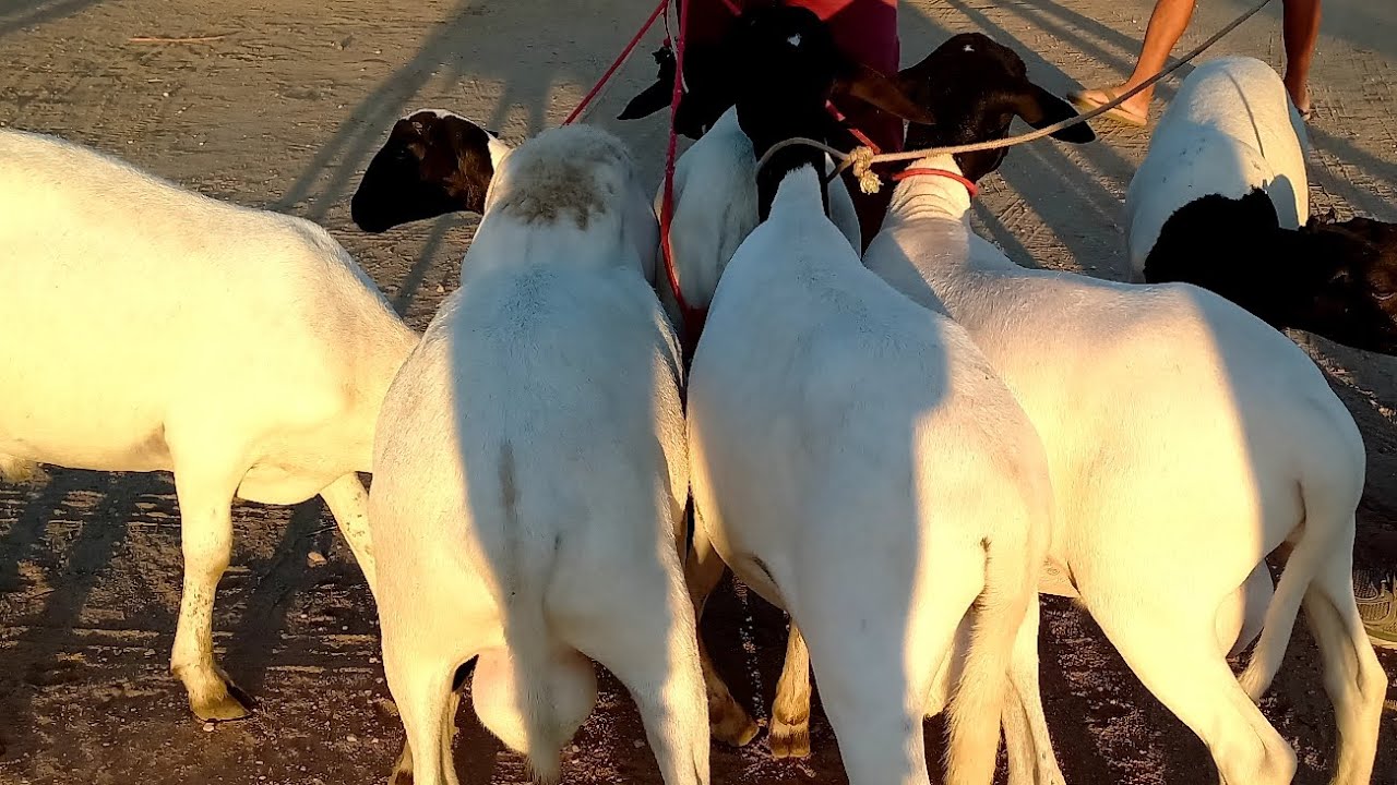 Feira de Ovelhas Venturosa Pe.06/01/25