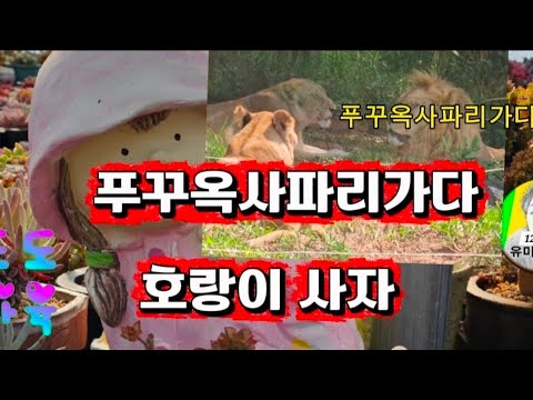 호랑이 사자 얼룩말 코풀소 물소보러 사파리 다녀오왔습니다