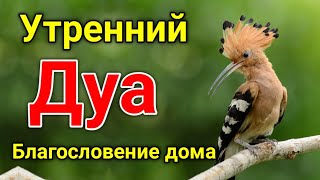 Утренний Дуа. Дуа Каждое Утро.