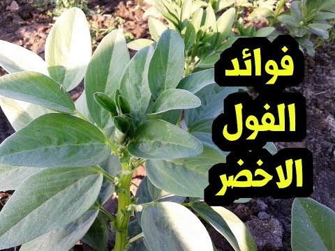 فوائد تناول الفول الاخضر العظيمة 14 فائدة فى الفول الاخضر !!