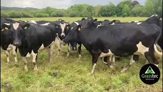 Autumn In Calf Heifers