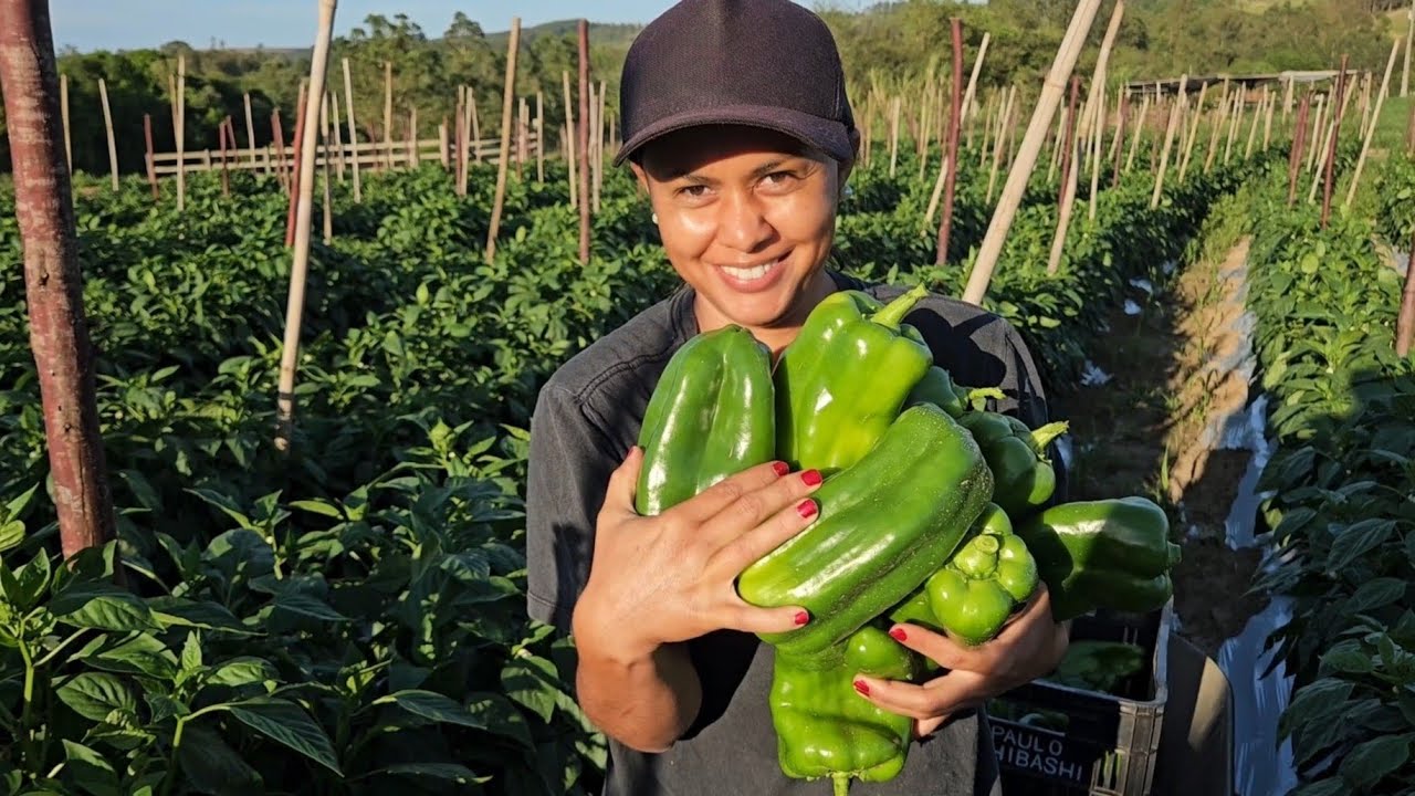 Quase Desistimos do SÍTIO, Mas Deu Certo!  MAIS UMA GRANDE COLHEITA de Fartura