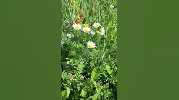 وەسف👇القرآن الکریم .. بصوت القارئ .. عبدالرحمن مسعد .. سورة العنکبوت .. ماشاء اللە🤍🌿