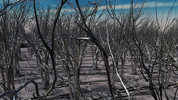 Maya 2016 tutorial : How to create a forest using XGEN