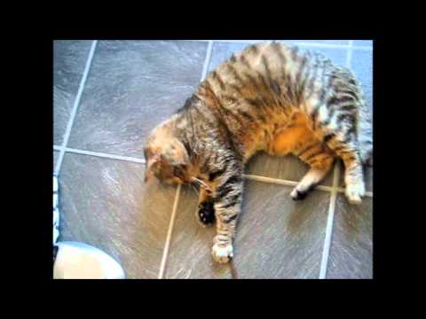 cat แปลว่า String time