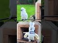 Top 5 Hilarious Animal Moments Ever Caught 😂