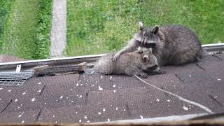 MAMA RACCOON TO THE RESCUE !  PT. 3