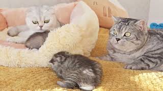 Dad cat prepares a plan to escape from his kittens by Cat Chloe & kittens 7,497 views 1 month ago 2 minutes, 13 seconds
