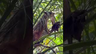 Squirrel vs Wren