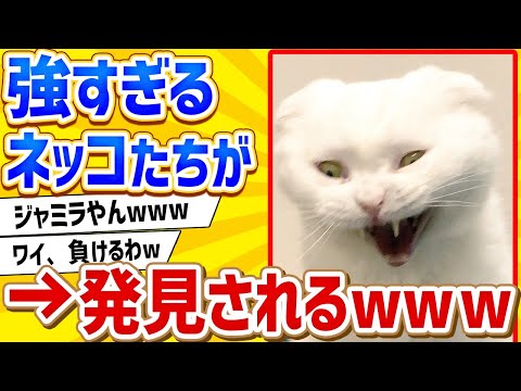 [2ch Animal Thread] An impossibly tough cat has been discovered lol