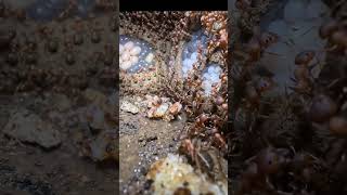 “Pharaoh Ant Tunnel System Revealed (Scientific POV) #wildlife