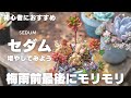 【セダム】梅雨前最後に”つぶつぶ多肉”を増やそう！育て方も紹介します！