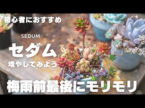 育てやすいセダム☆ セダムの種類図鑑｜寒さに強い、赤や黄色に染まる品種はどれ？