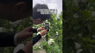 3 Easy Tips For Captivating Hydrangea Photos - Time For Picture Magic