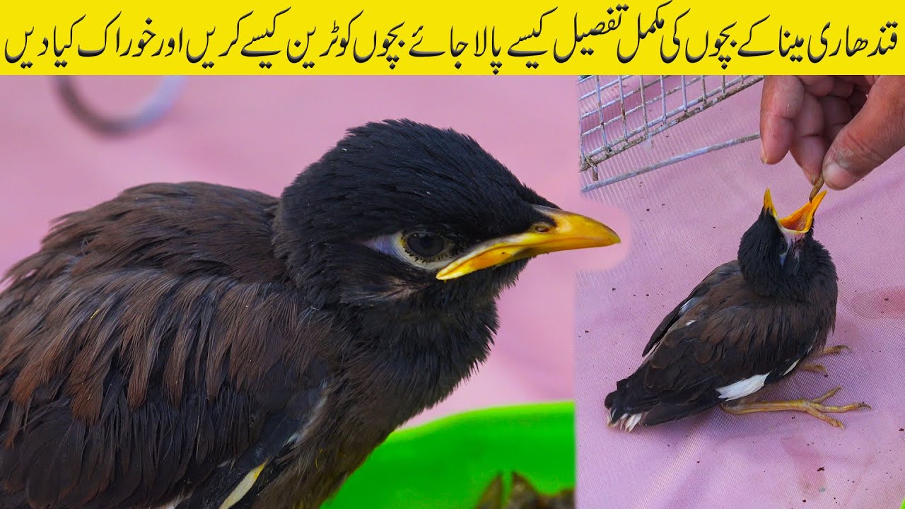 A Cute Funny Myna Chick and How to feeds Myna 2022 Karachi | Jamshed Asmi Informative Channel