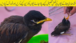 A Cute Funny Myna Chick and How to feeds Myna 2022 Karachi | Jamshed Asmi Informative Channel