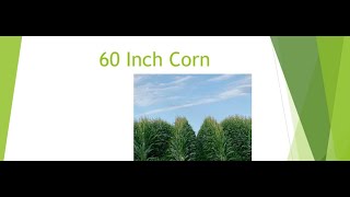 2020 Soil Health Conference 60 Inch. Corn Test Plot Discussion