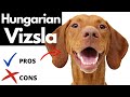 Hungarian Vizsla Pros And Cons | The Good AND The Bad!! の動画、YouTube動画。