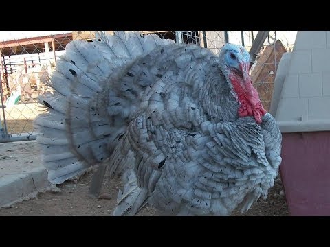 Blue Slate Turkeys | Rare Heritage Splendour